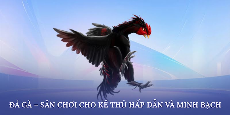 Đá Gà 8DAY – Sân Chơi Cho Kê Thủ Hấp Dẫn Và Minh Bạch